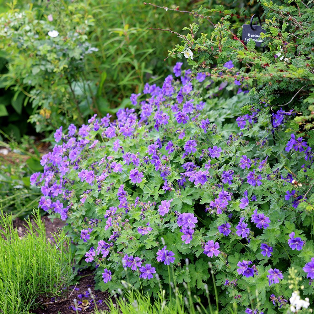 <i>Geranium</I> × <I>magnificum</I> 'Rosemoor'