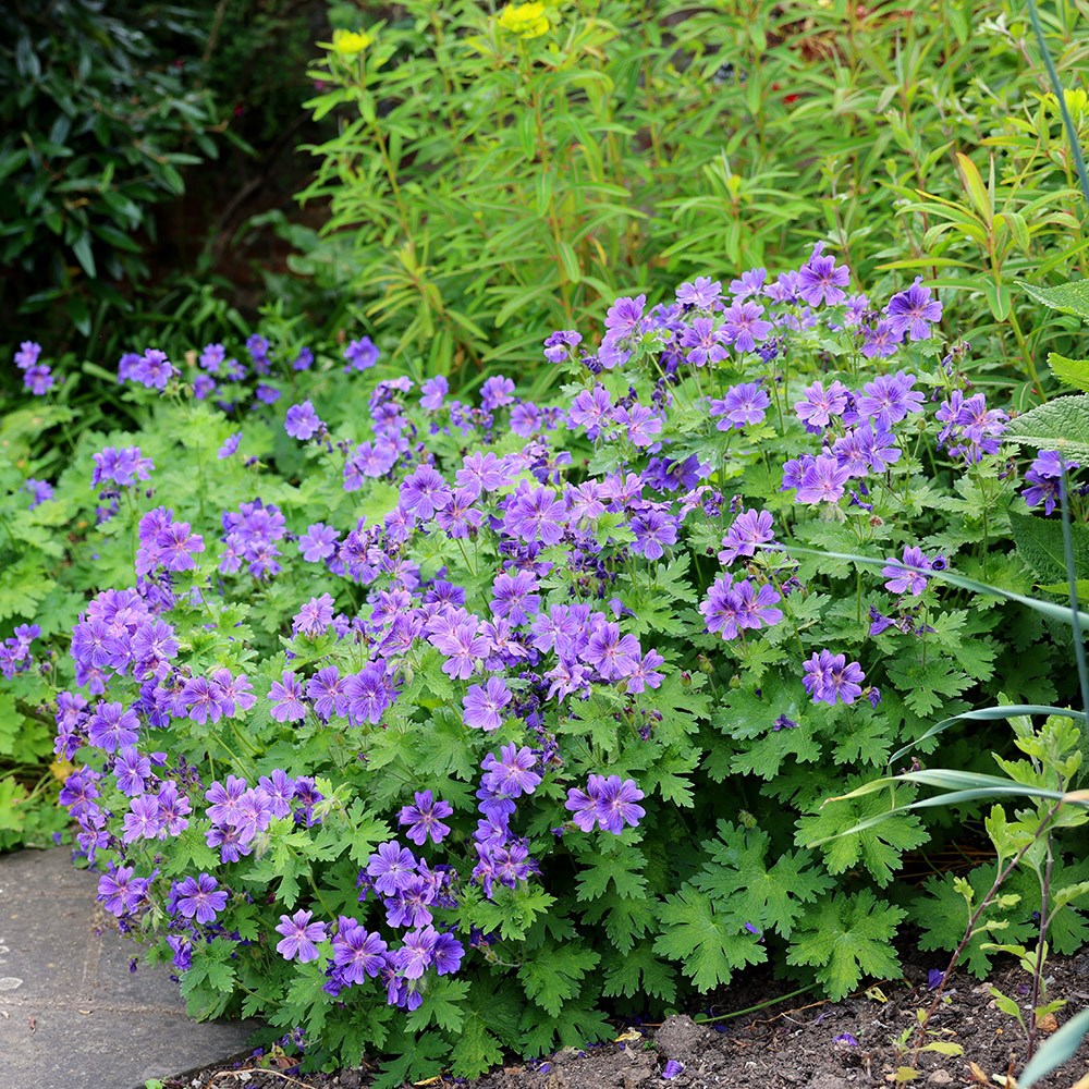 <i>Geranium</I> × <I>magnificum</I> 'Rosemoor'