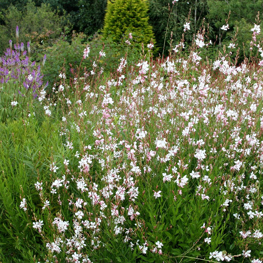<i>Oenothera lindheimeri</i> 'Whirling Butterflies'