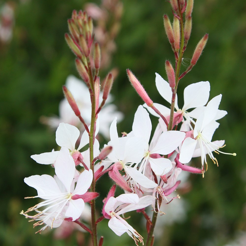 <i>Oenothera lindheimeri</i> 'Whirling Butterflies'