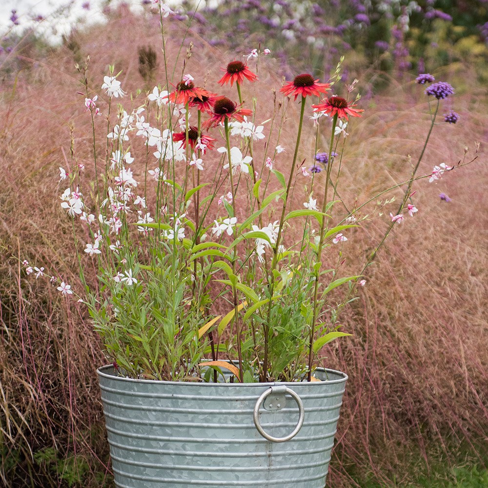 <i>Oenothera lindheimeri</i> 'Whirling Butterflies'