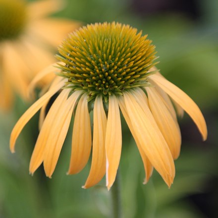 <i>Echinacea</i> 'Harvest Moon' (PBR) (Big Sky Series)