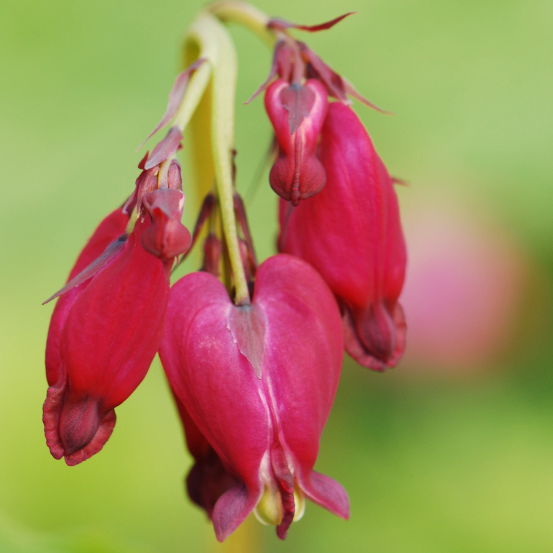 <i>Dicentra formosa</i> 'Bacchanal'