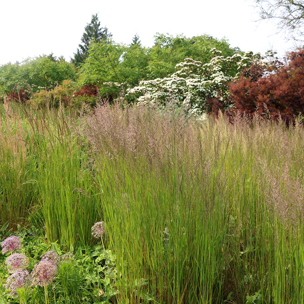 <i>Calamagrostis</I> × <I>acutiflora</I> 'Karl Foerster'