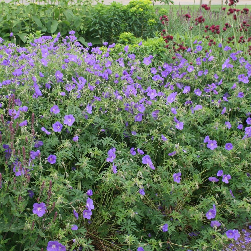<i>Geranium</i> 'Orion'