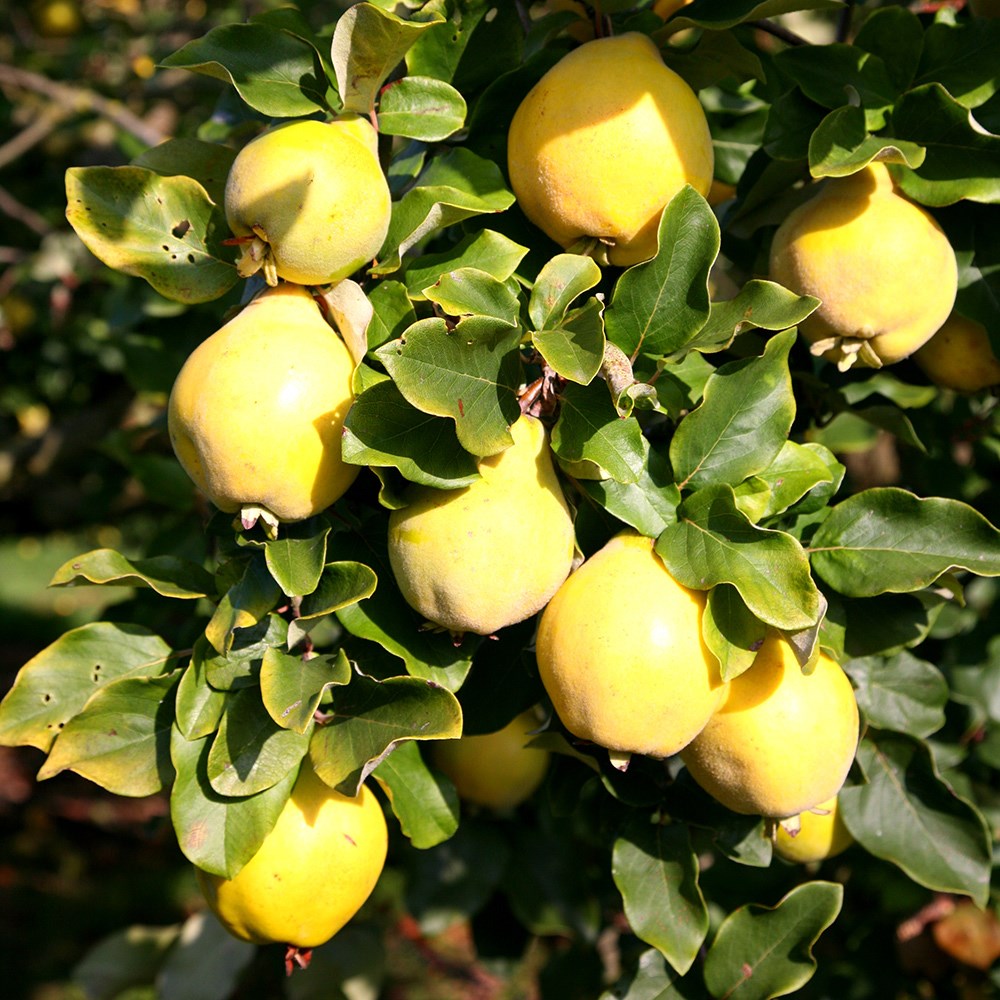 quince 'Vranja'