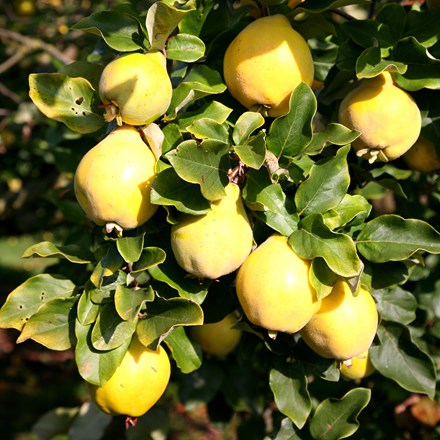 quince Vranja