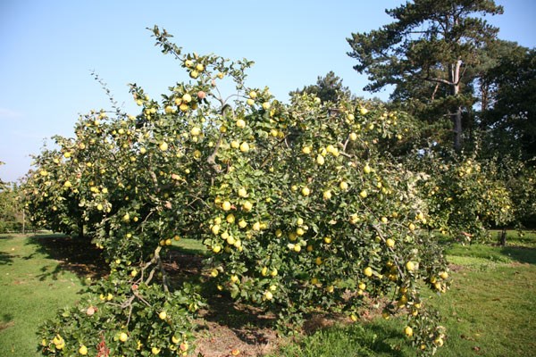 quince 'Vranja'