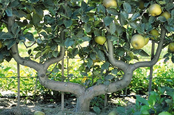 pear 'Beurré Hardy'