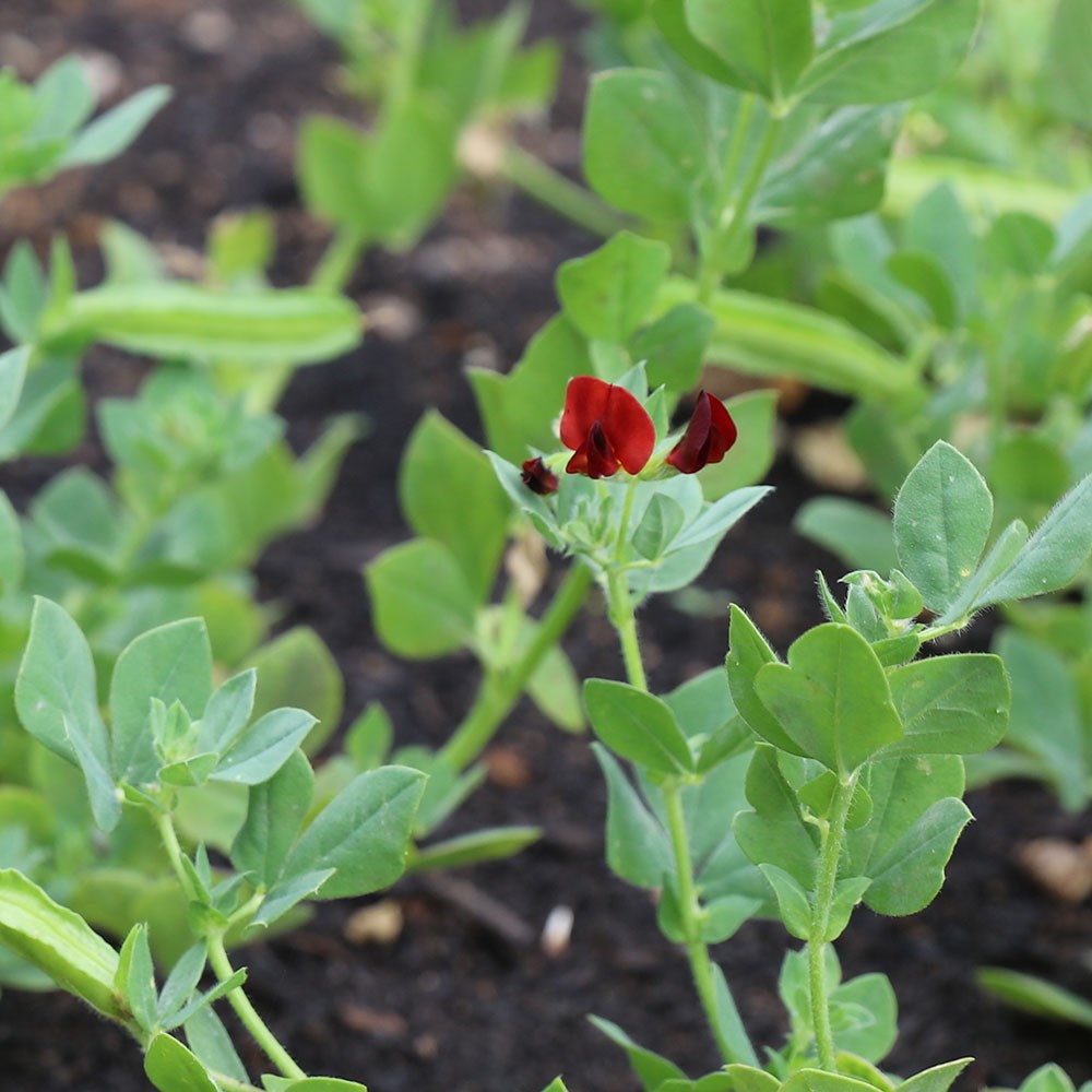 asparagus pea