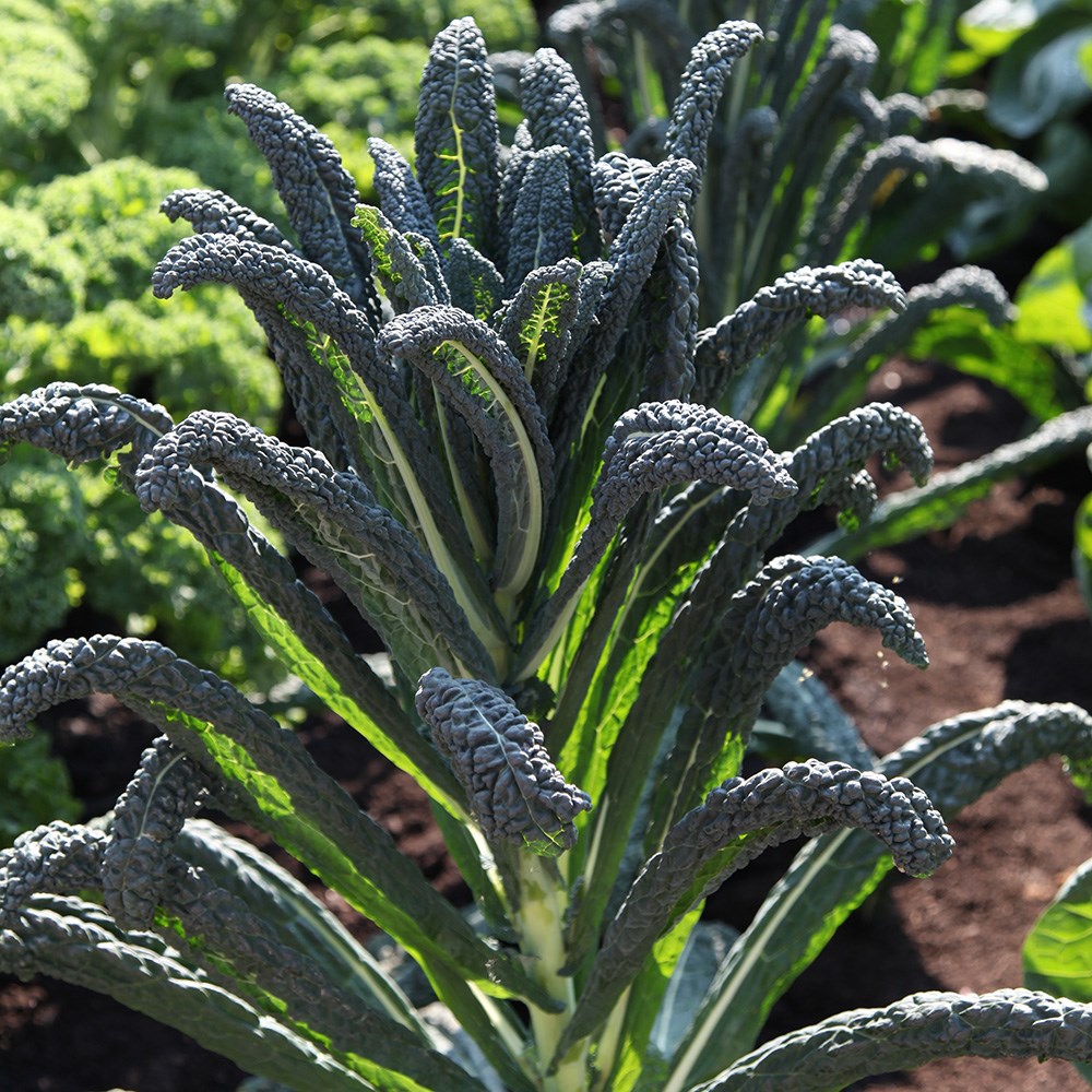 kale 'Nero di Toscana'