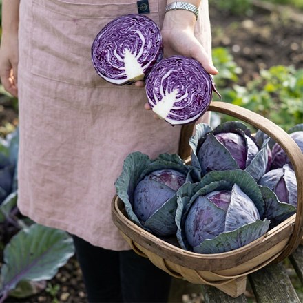 cabbage Red Drumhead