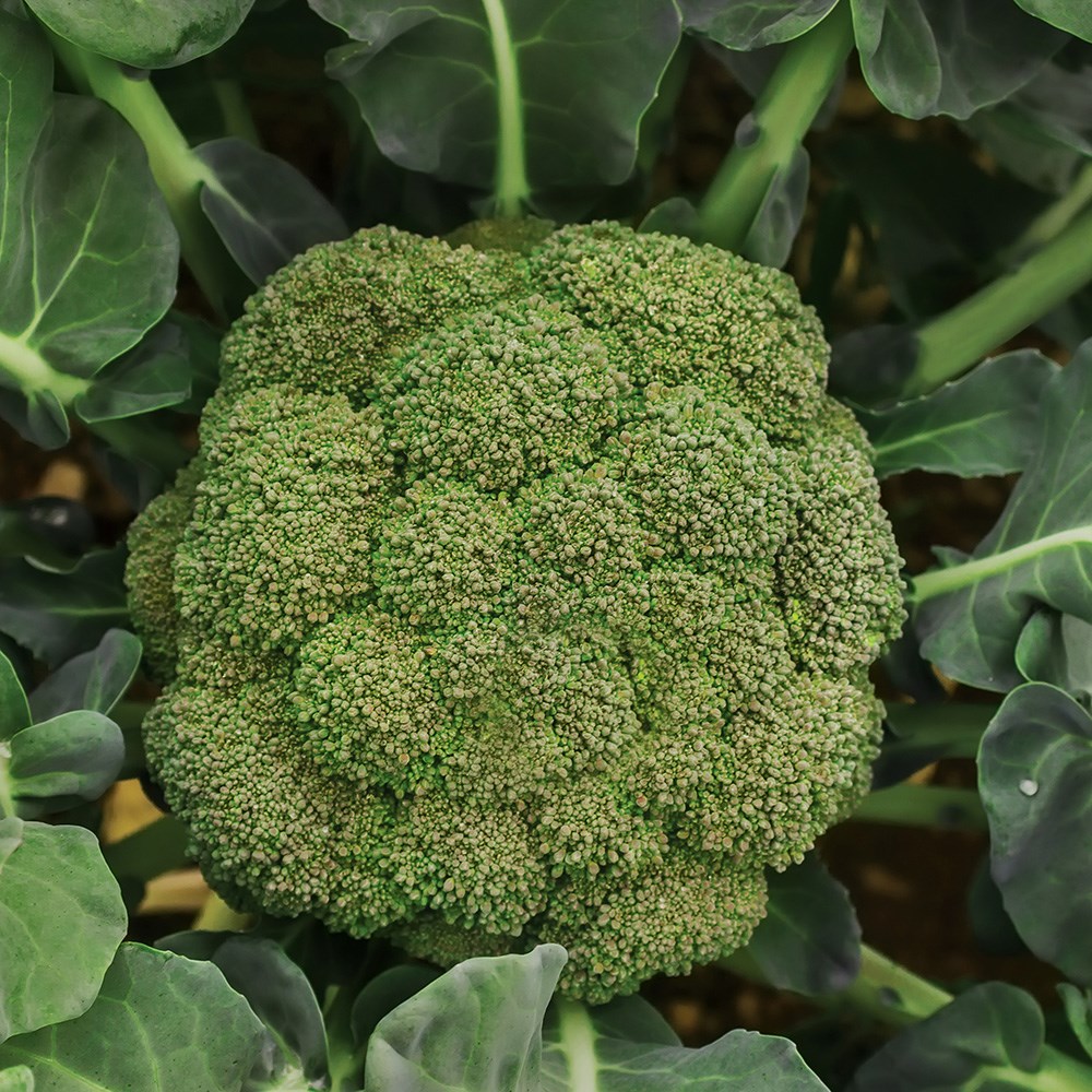 calabrese (broccoli) 'Green Magic' F1