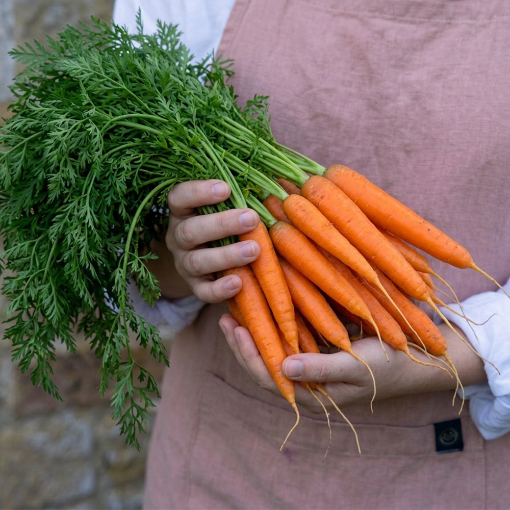 carrot 'Early Nantes'