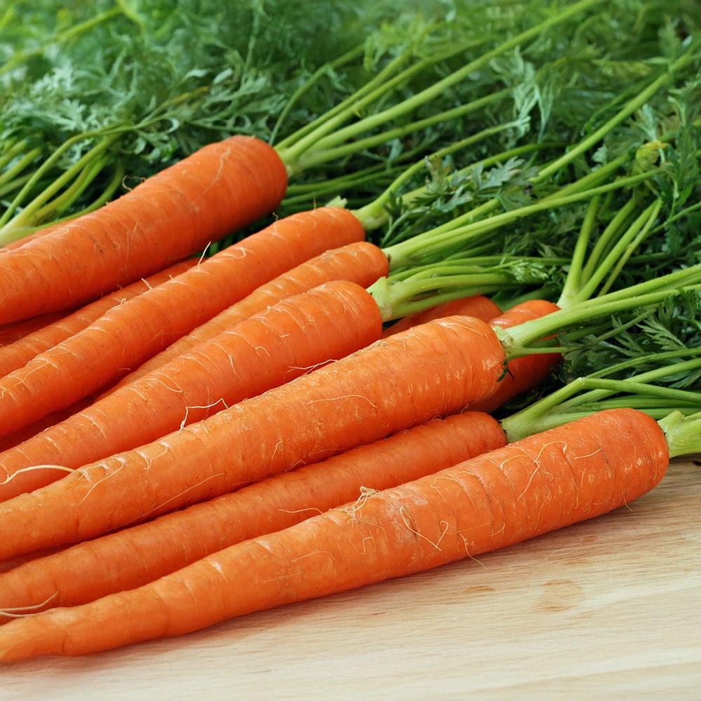 carrot 'Autumn King'