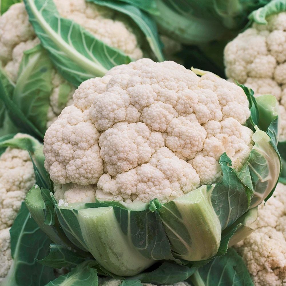 cauliflower 'Igloo'