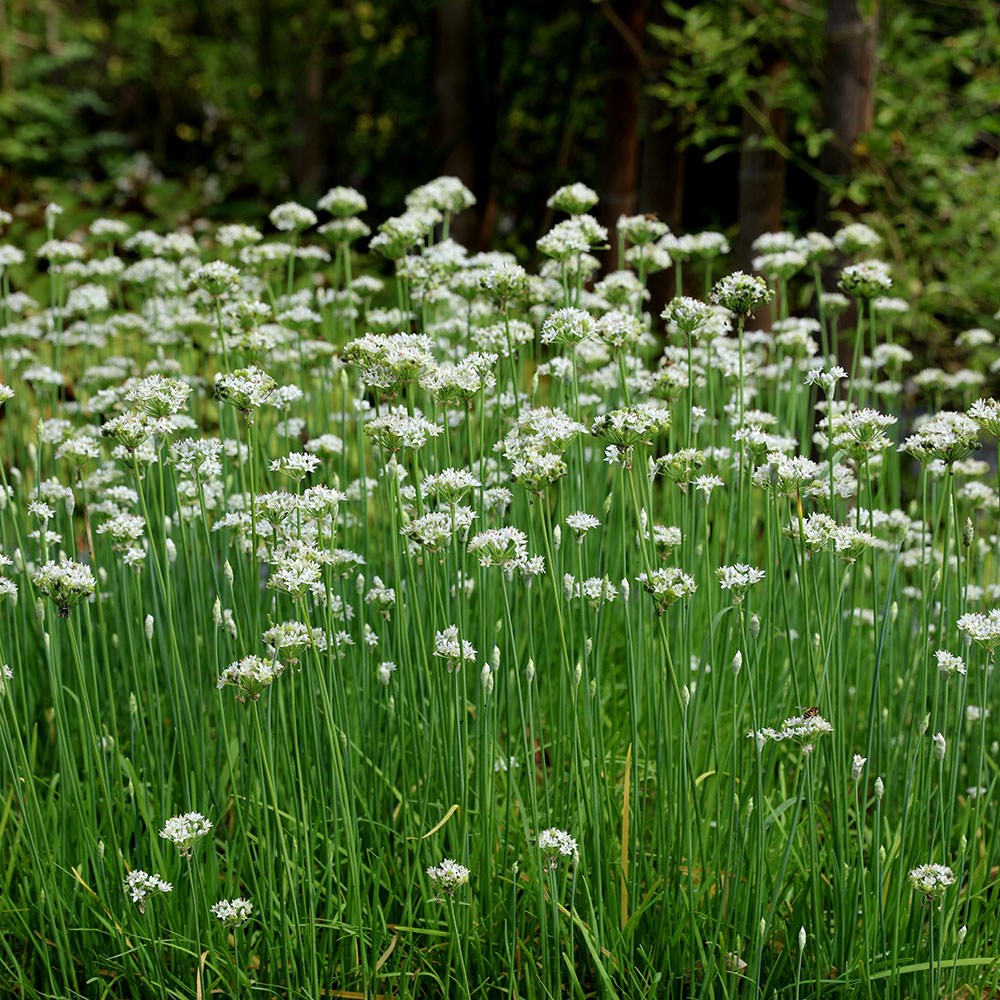 chives 'garlic'