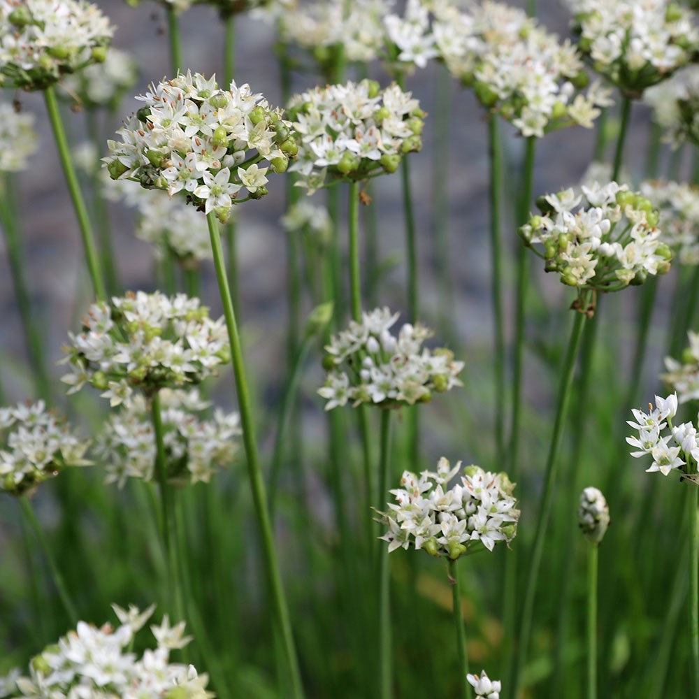 chives 'garlic'