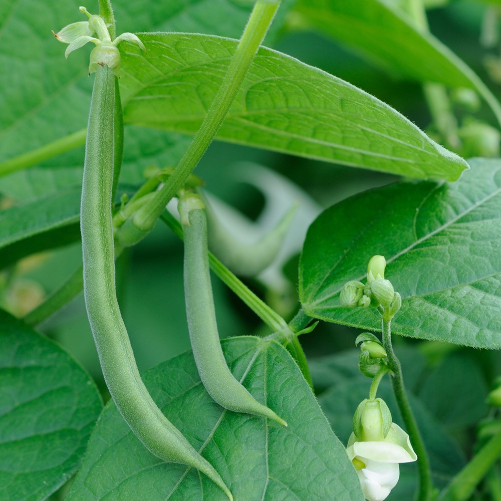 bean (climbing French) 'Blue Lake'
