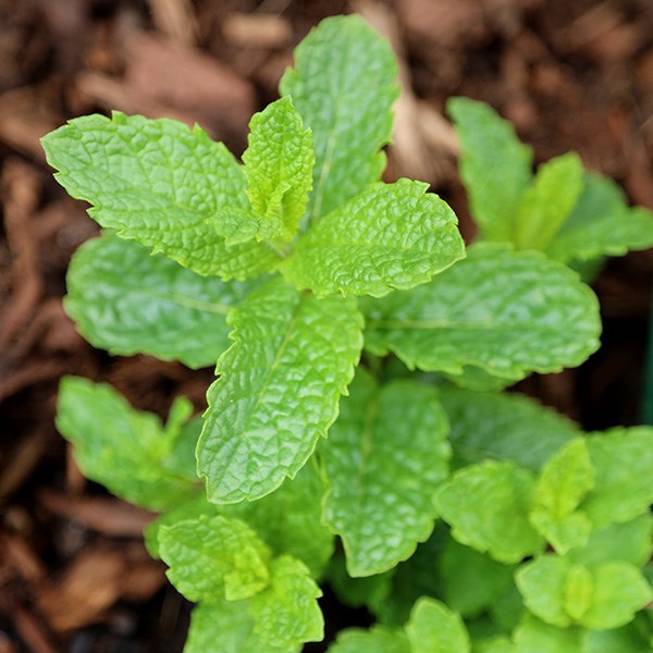 mint - Moroccan mint 