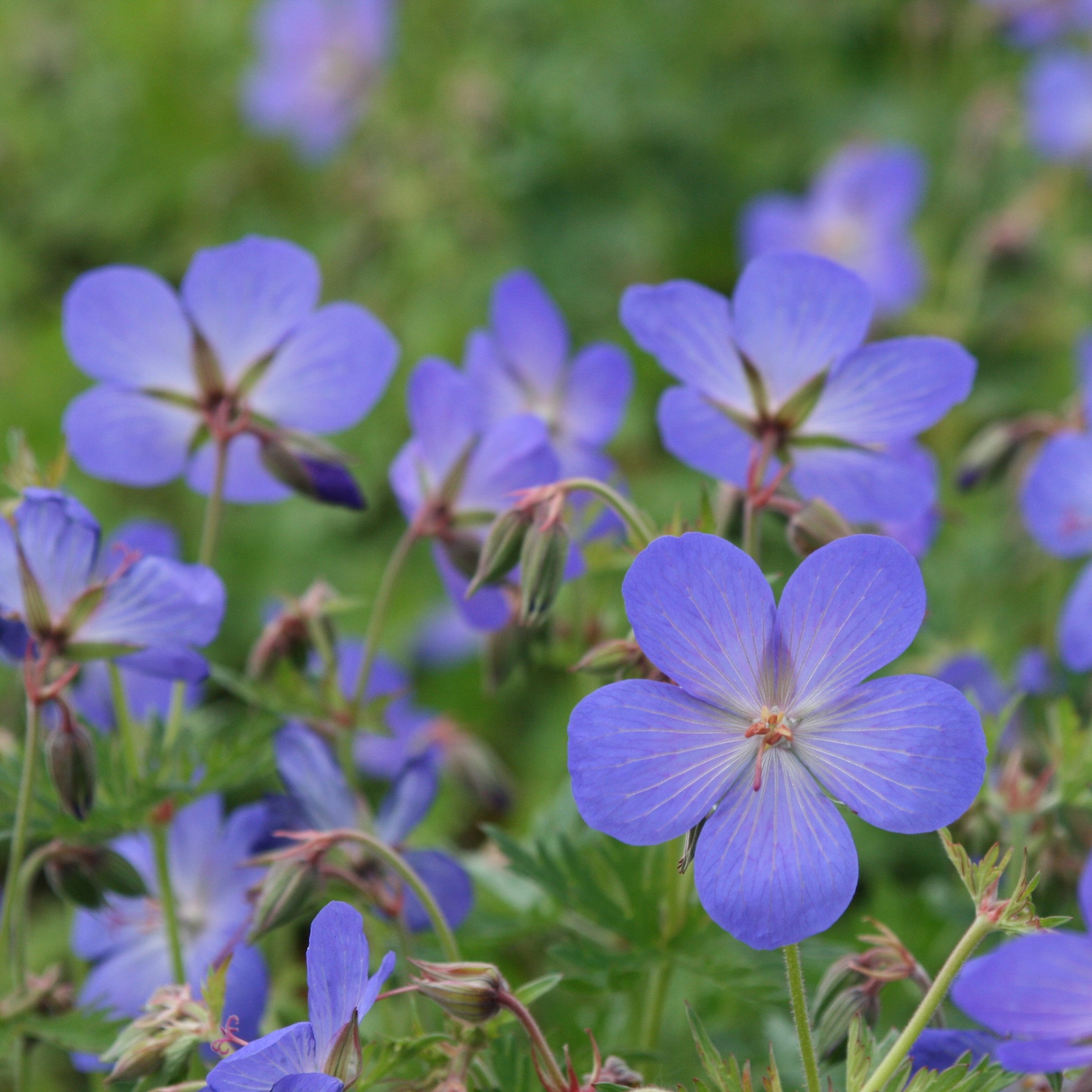 <i>Geranium</i> × <i>johnsonii</i> 'Johnson's Blue'