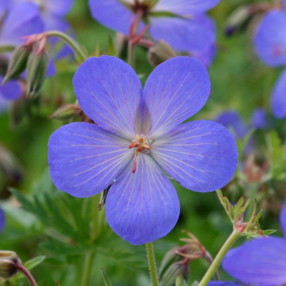 <i>Geranium</i> × <i>johnsonii</i> 'Johnson's Blue'