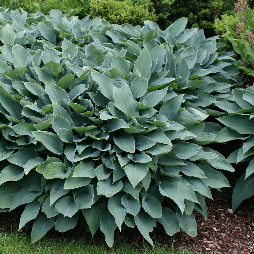<I>Hosta</I> (Tardiana Group) 'Halcyon'
