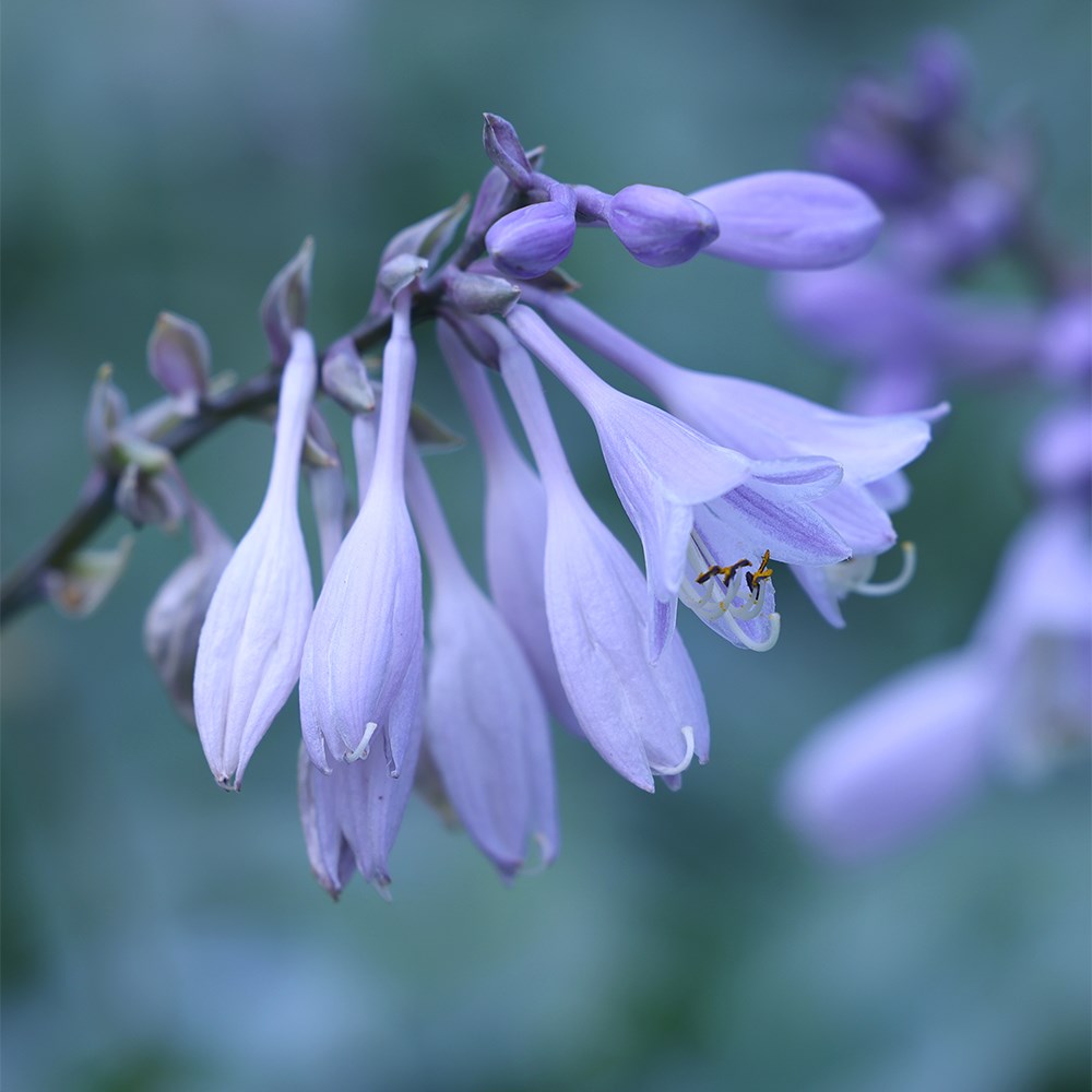 <I>Hosta</I> (Tardiana Group) 'Halcyon'
