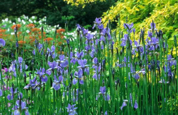 <i>Iris</i> 'Perry's Blue'