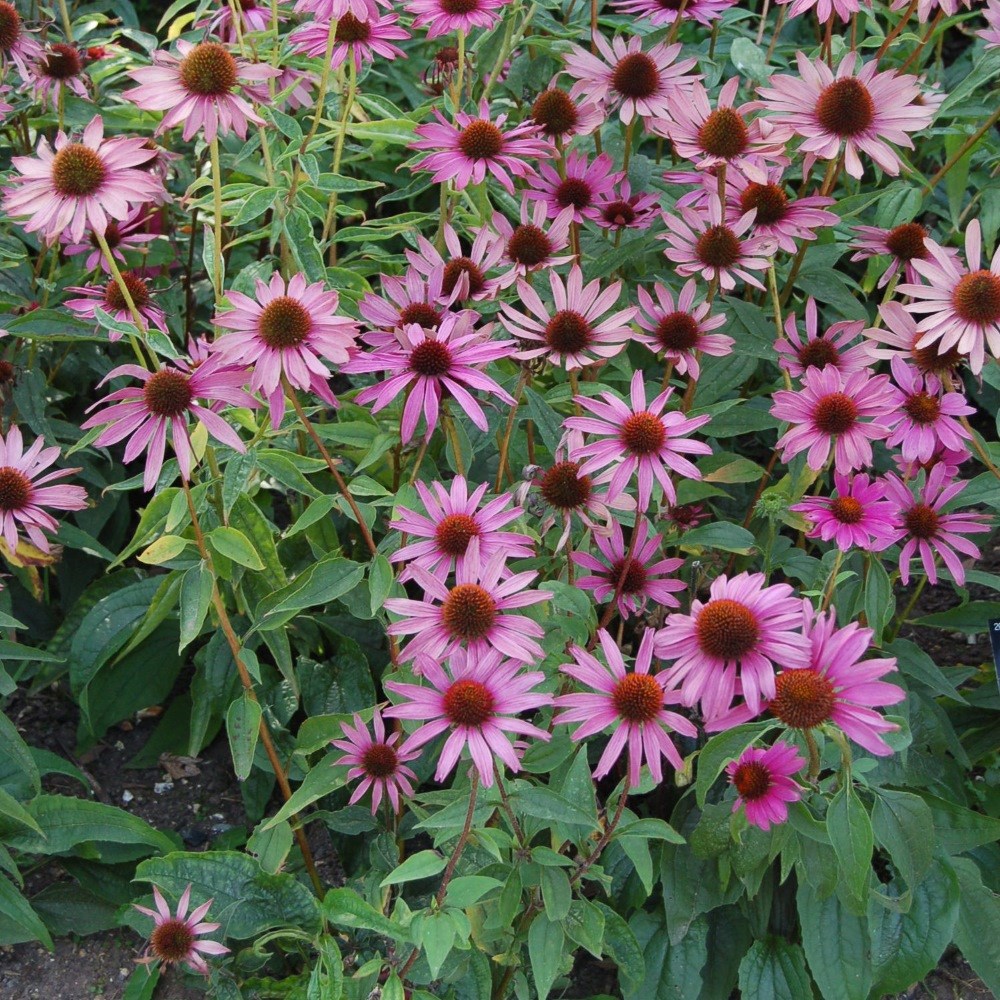 <i>Echinacea purpurea</i> 'Magnus'