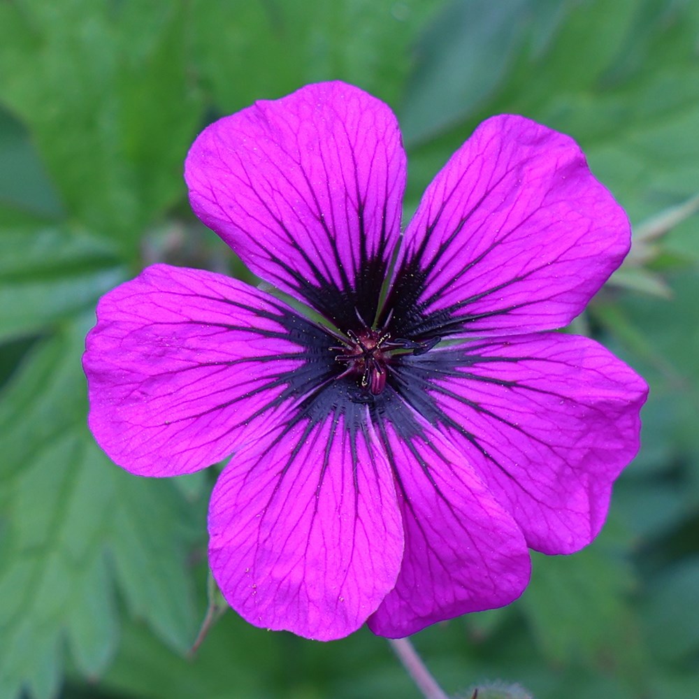 <i>Geranium psilostemon</i> 
