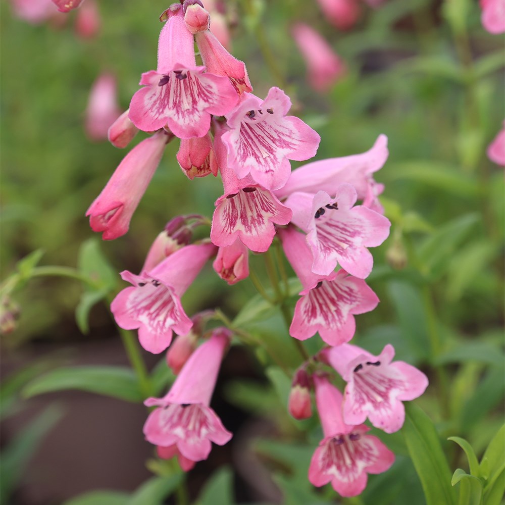 <i>Penstemon</i> 'Hidcote Pink'