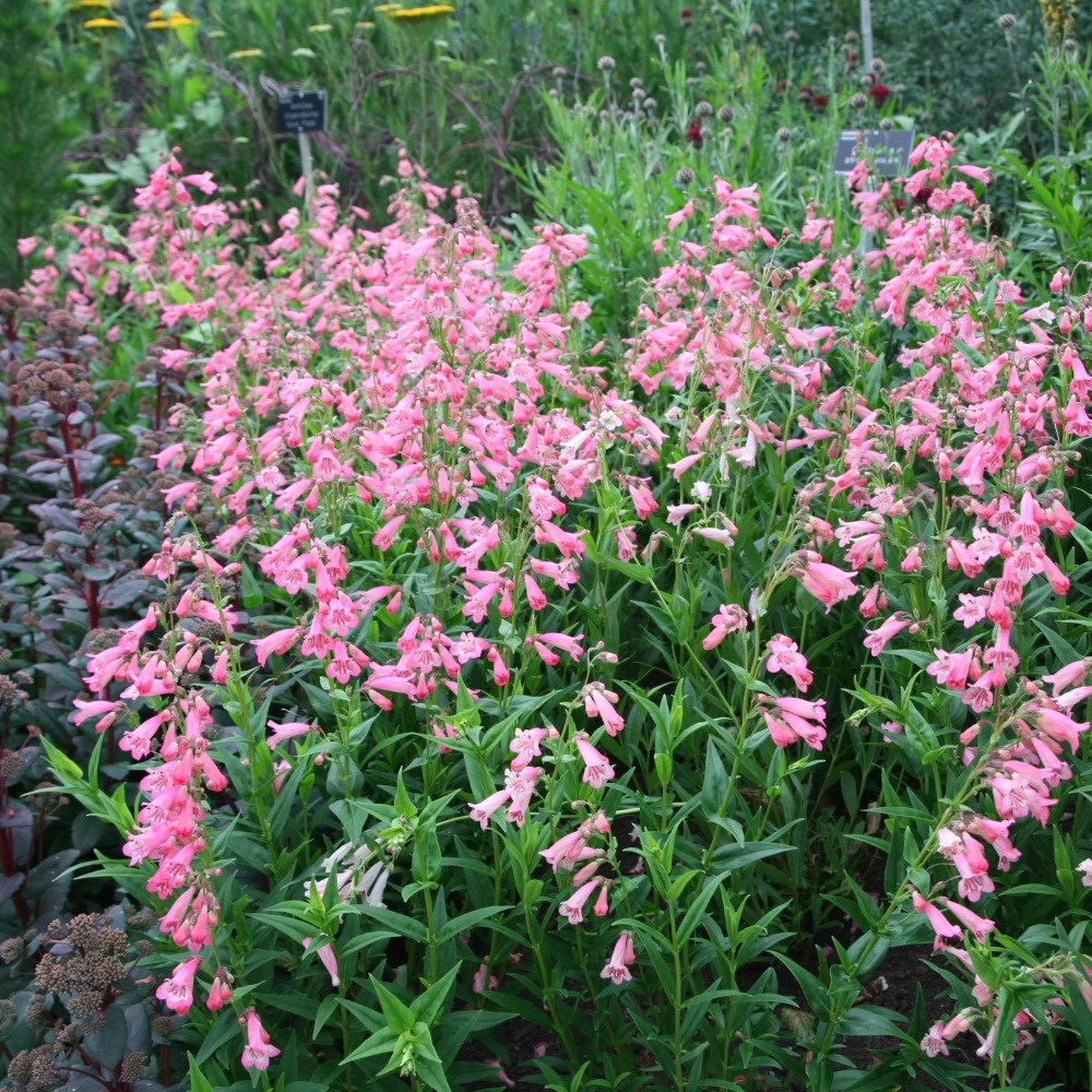 <i>Penstemon</i> 'Hidcote Pink'