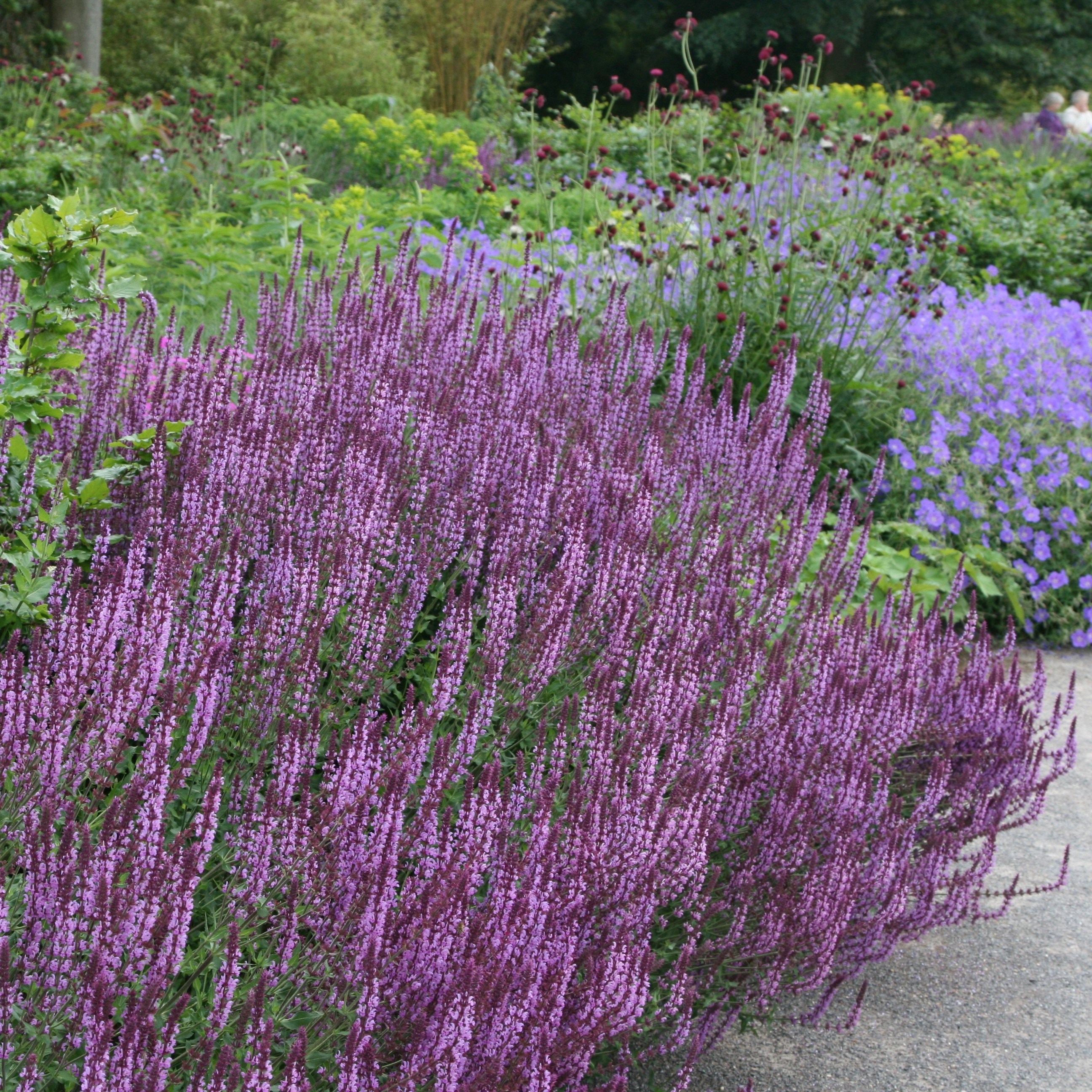 <i>Salvia nemorosa</i> 'Amethyst'