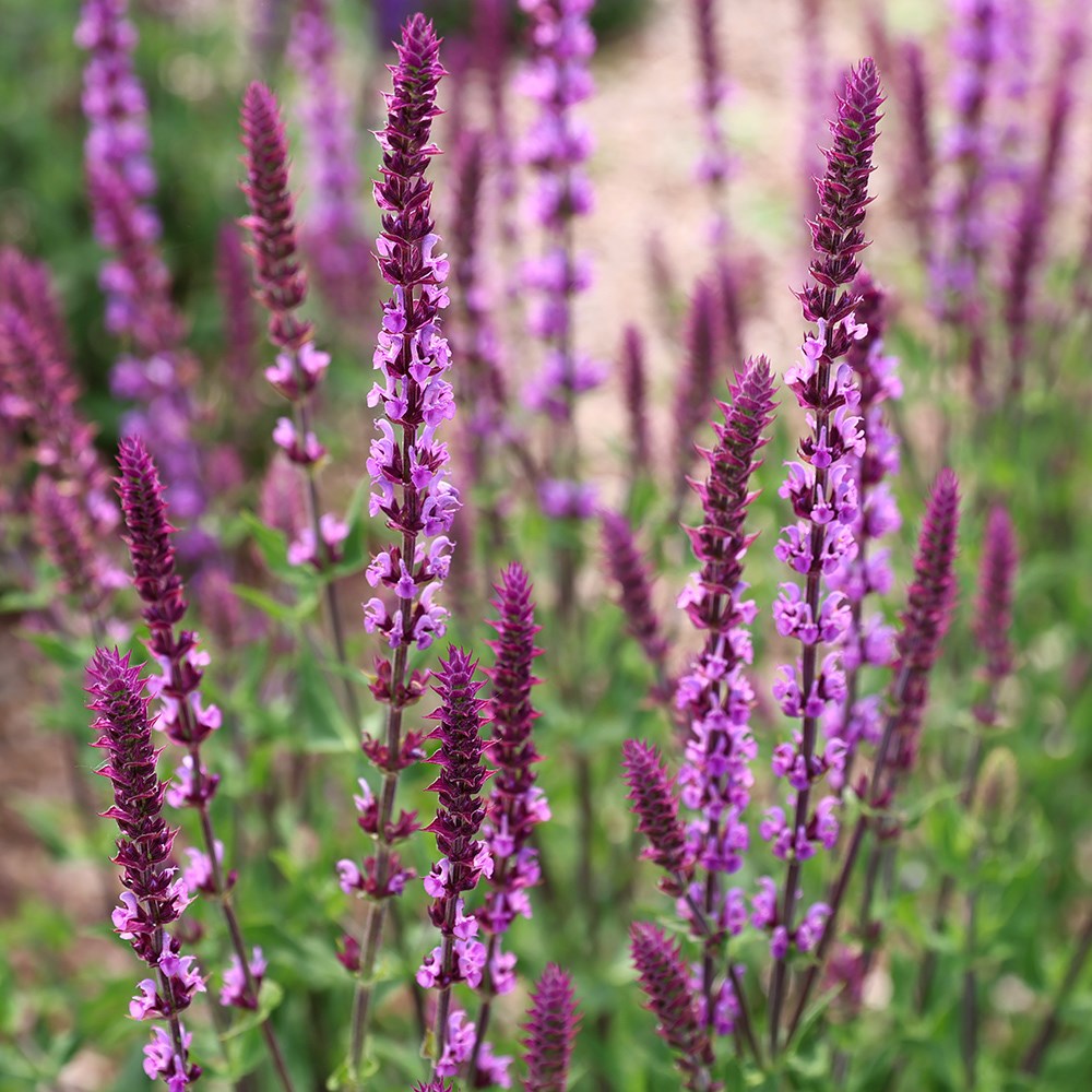 <i>Salvia nemorosa</i> 'Amethyst'