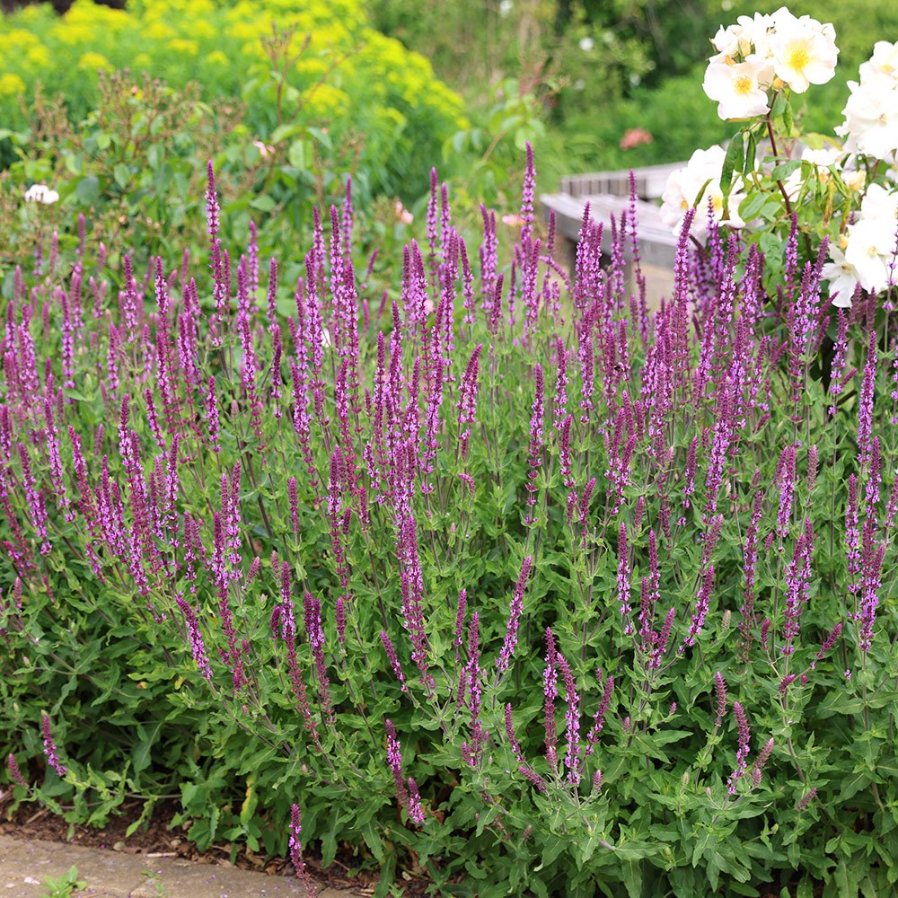 <i>Salvia nemorosa</i> 'Amethyst'