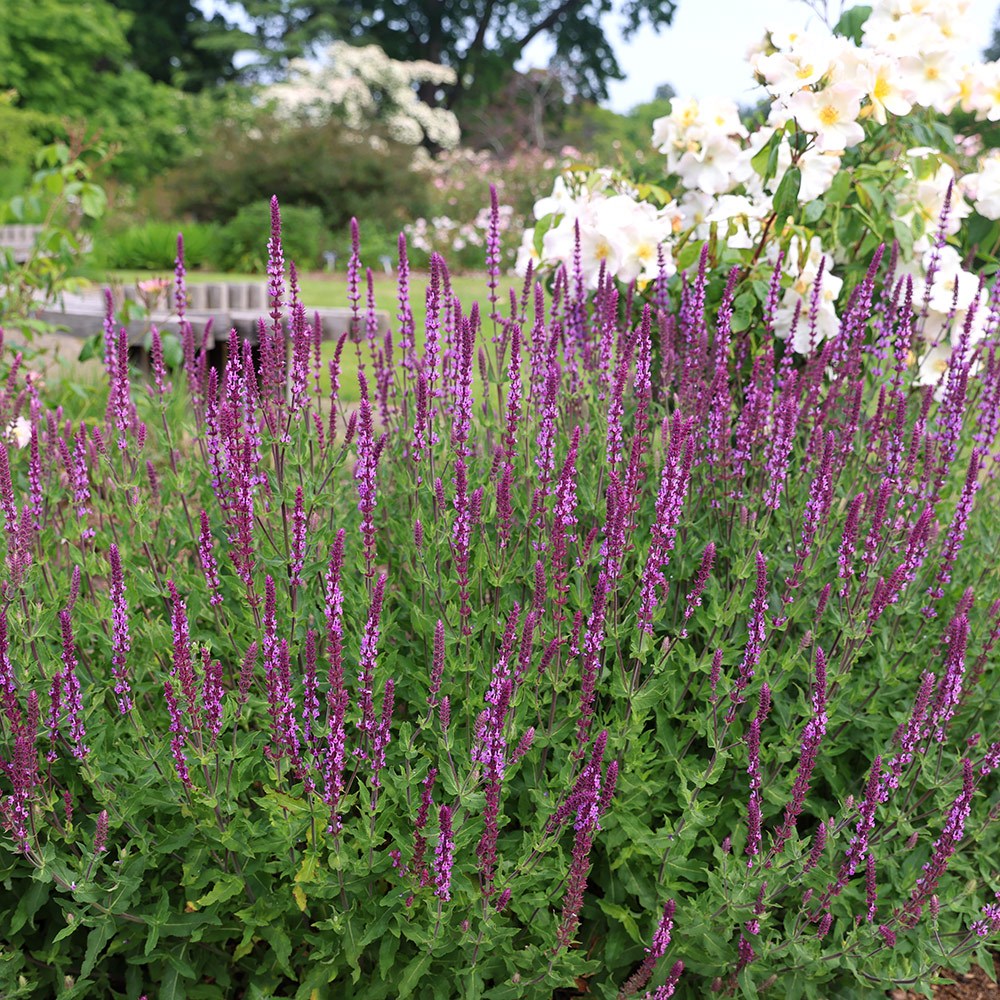 <i>Salvia nemorosa</i> 'Amethyst'