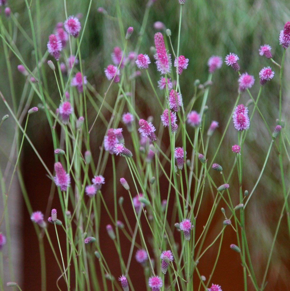 <i>Sanguisorba officinalis</i> 'Pink Tanna'