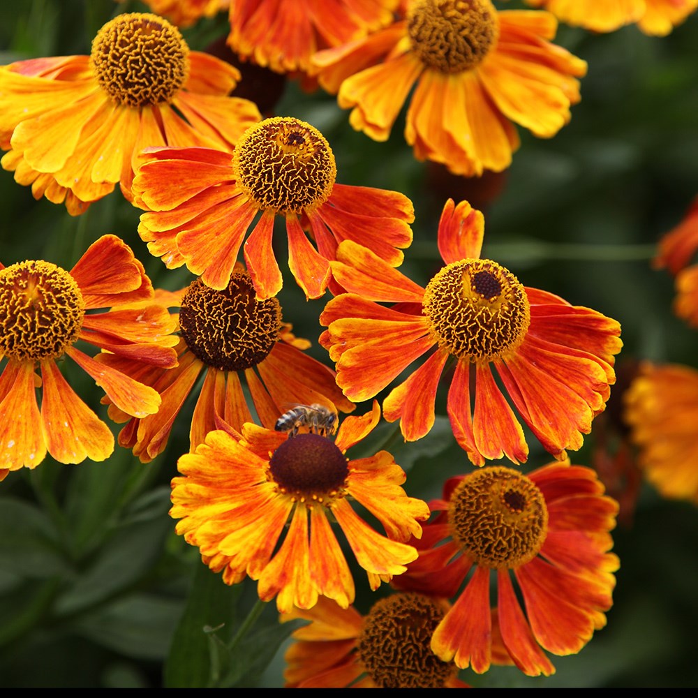 <i>Helenium</i> 'Waltraut'
