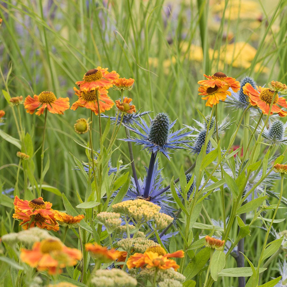 <i>Helenium</i> 'Waltraut'