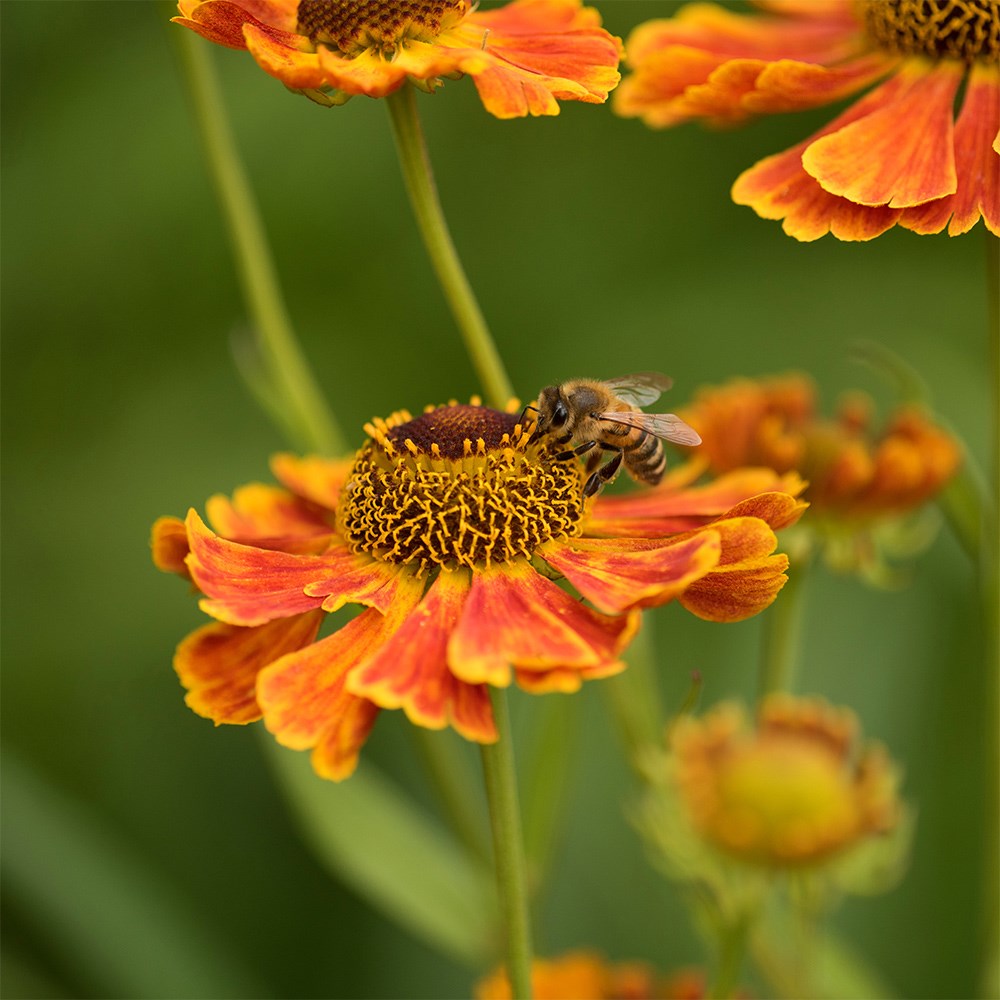<i>Helenium</i> 'Waltraut'