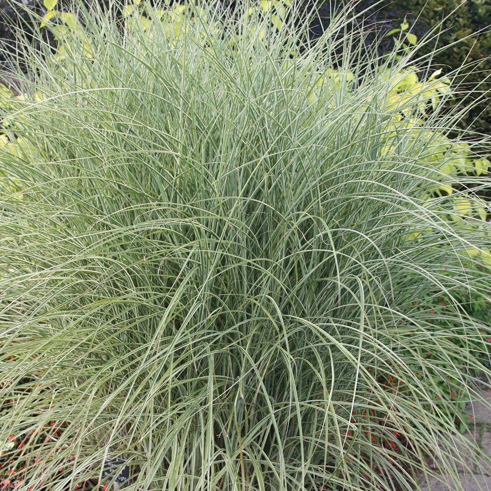 <i>Miscanthus sinensis</i> 'Morning Light'
