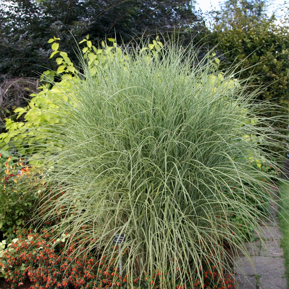 <i>Miscanthus sinensis</i> 'Morning Light'