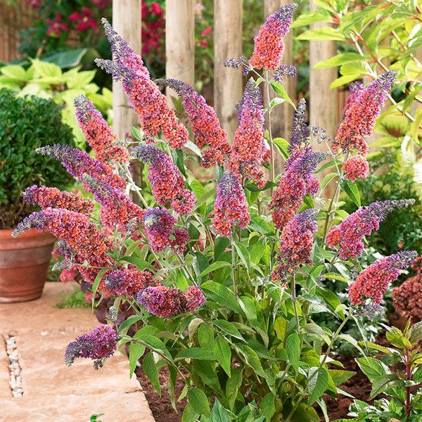 <I>Buddleja</i> × <i>weyeriana</i> 'Bicolor'