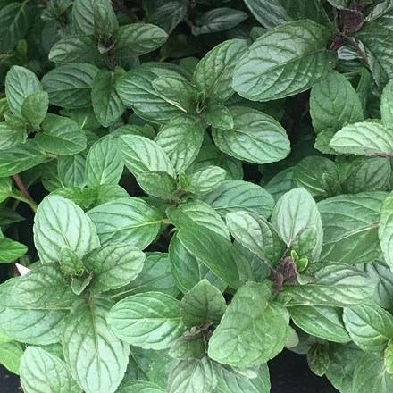 Mentha × piperita f. citrata Chocolate