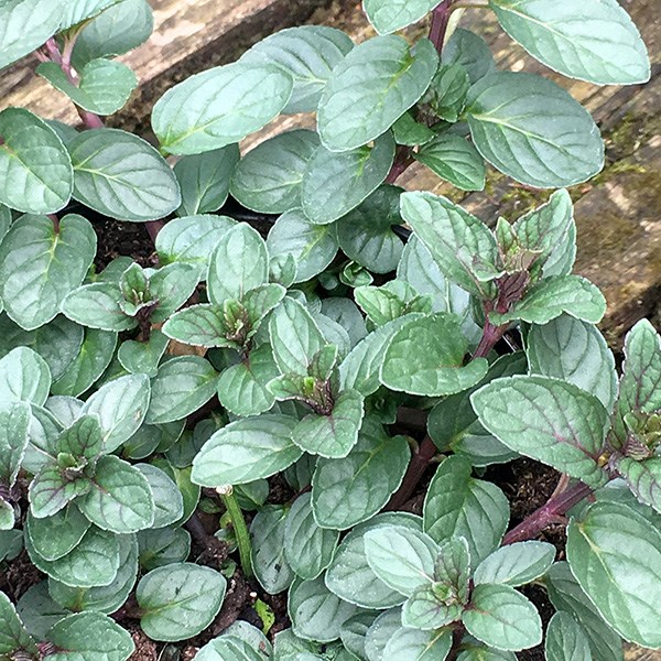 mint - chocolate peppermint