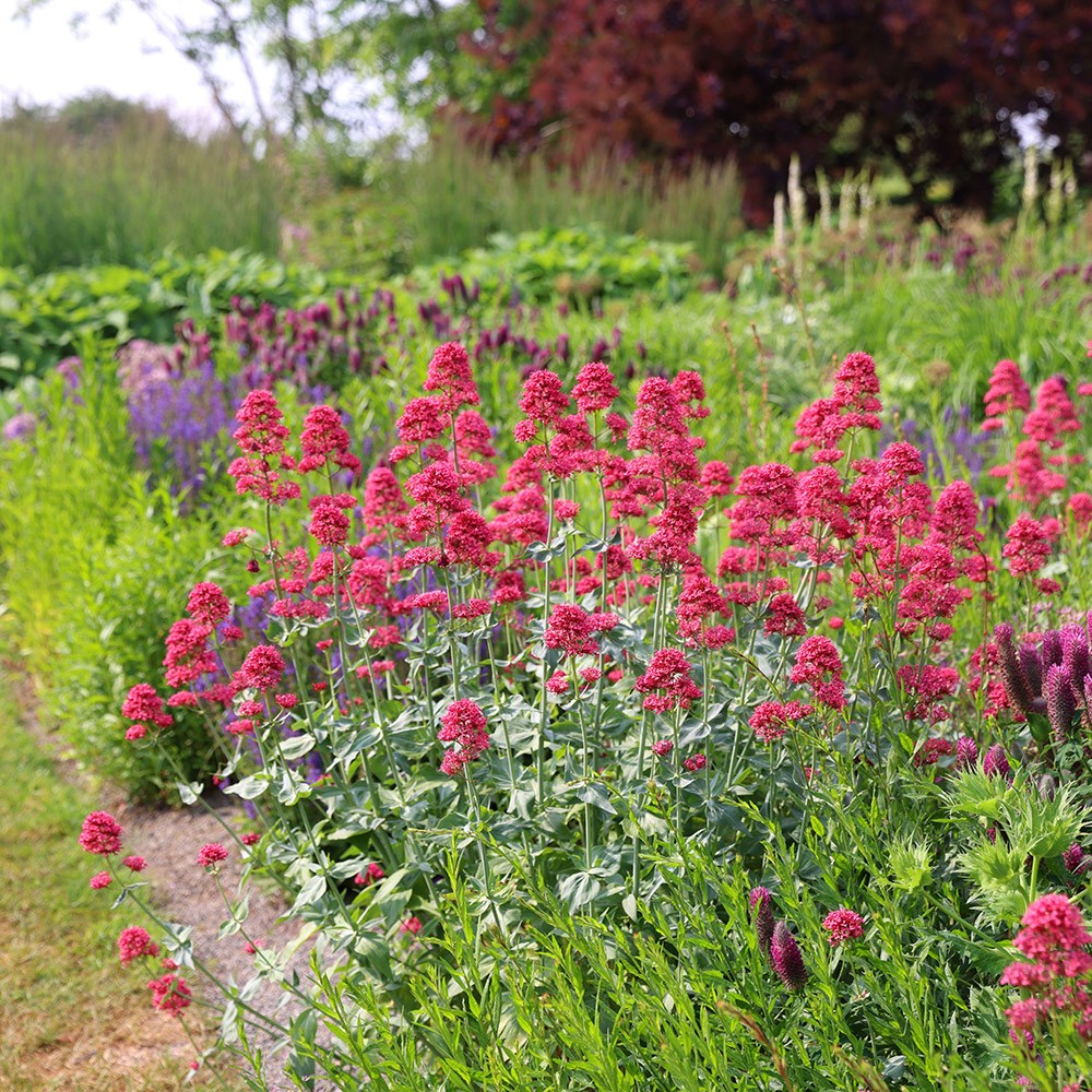 <i>Centranthus ruber</i> 