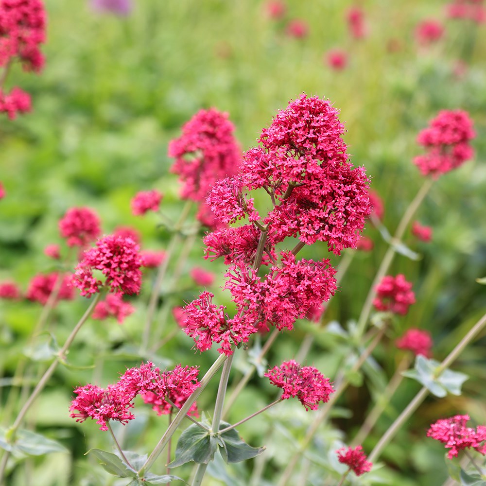 <i>Centranthus ruber</i> 
