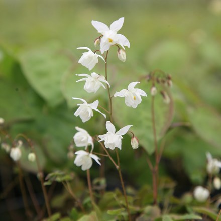 <i>Epimedium</i> × <i>youngianum</i> 'Niveum'