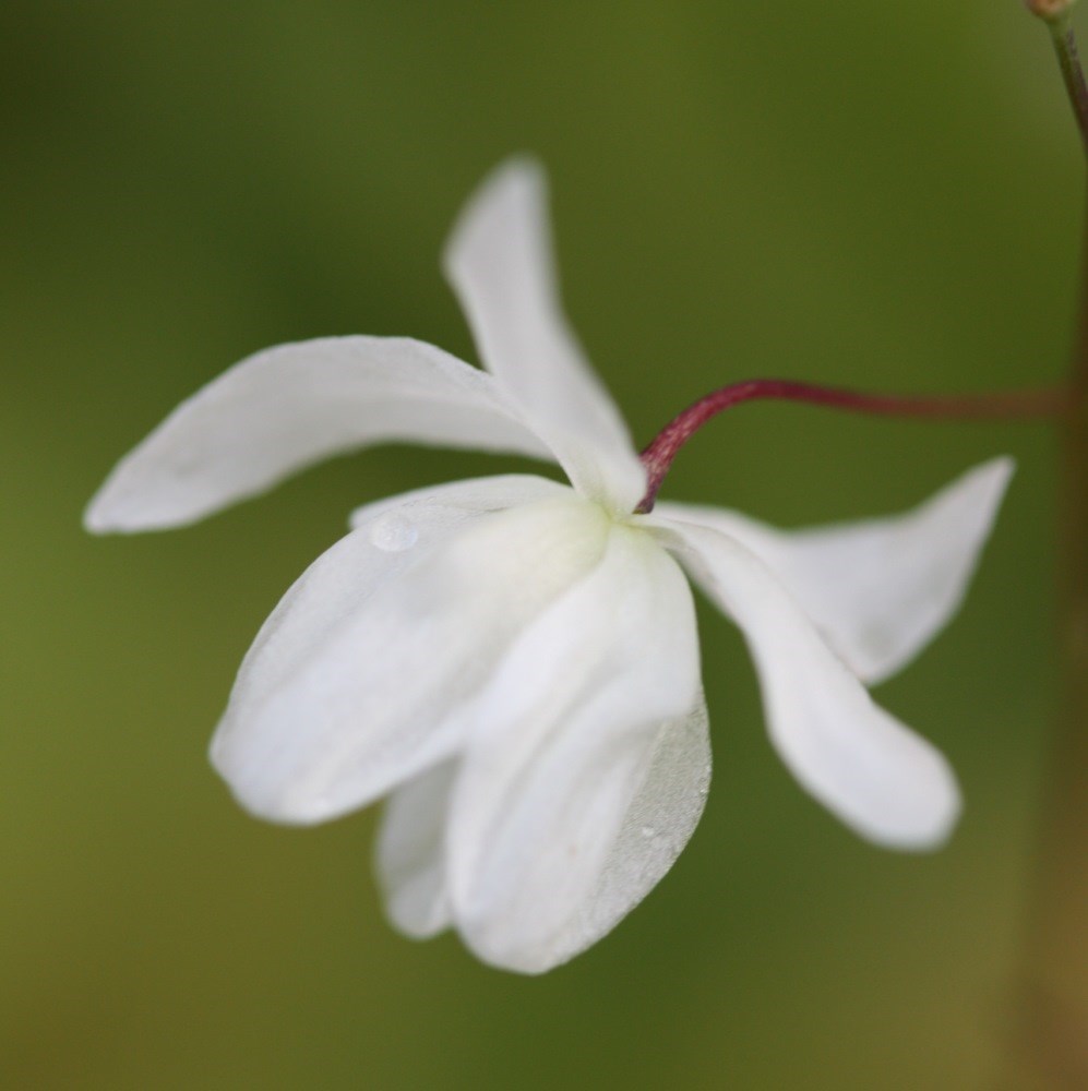 <i>Epimedium</i> × <i>youngianum</i> 'Niveum'
